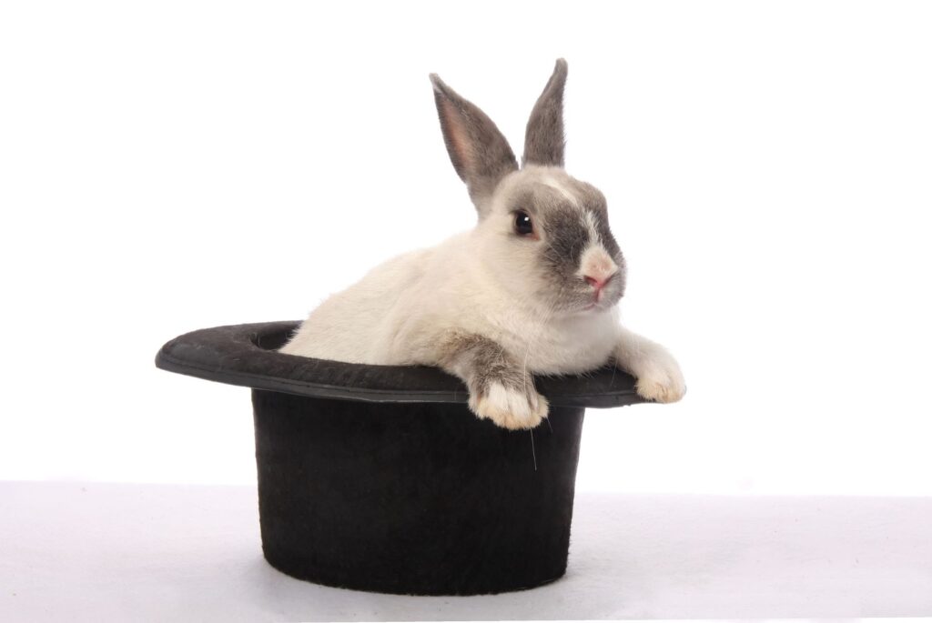  Cute bunny rabbit climbing out of a black hat (magician) 