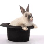 Cute bunny rabbit climbing out of a black hat (magician)